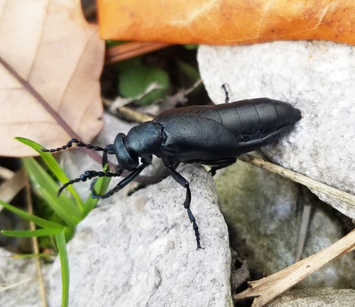 How to identify Meloe campanicollis Pinto & Selander, 1970