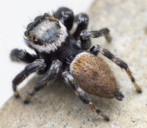 Mediterranean white-banded spider