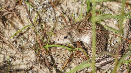 Pine Snake