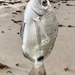 Silver Porgy - Photo (c) Ryan Cooke, all rights reserved, uploaded by Ryan Cooke