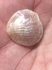 Anomia simplex image
