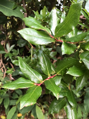 Azores Blueberry