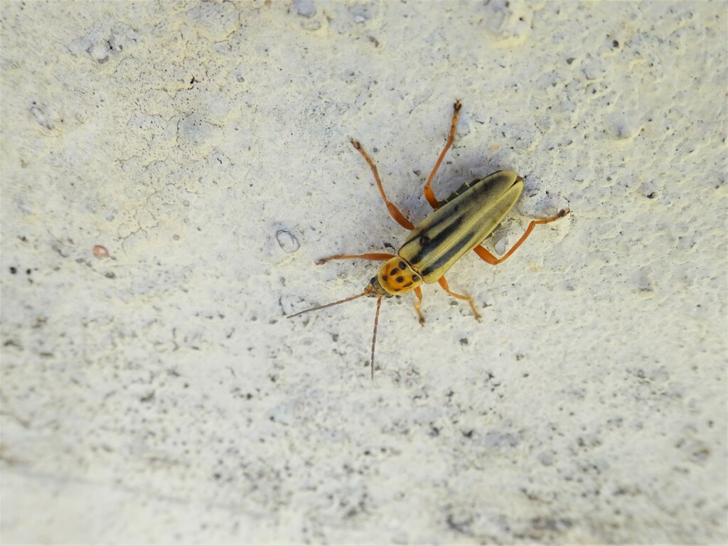 Chauliognathus scriptus from Bolívar 160, C1066AAD CABA, Argentina on ...
