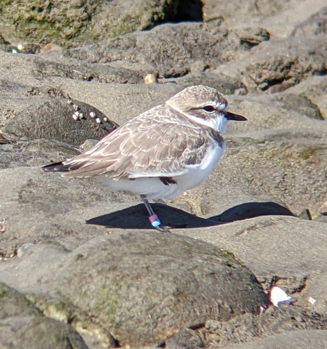 iNaturalist observation photo of Snowy Plover