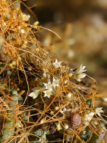 iNaturalist observation photo of Cuscuta sect. Californicae