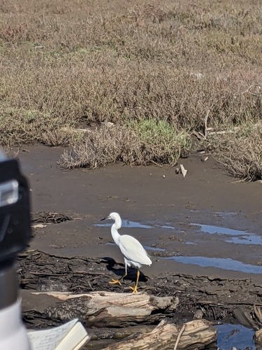 iNaturalist observation photo of Snowy Egret