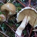 Suillus albivelatus - Photo (c) Vail Paterson, all rights reserved, uploaded by Vail Paterson