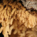 黃垂團網黏菌 - Photo 由 Sarah Lloyd 所上傳的 (c) Sarah Lloyd，保留所有權利