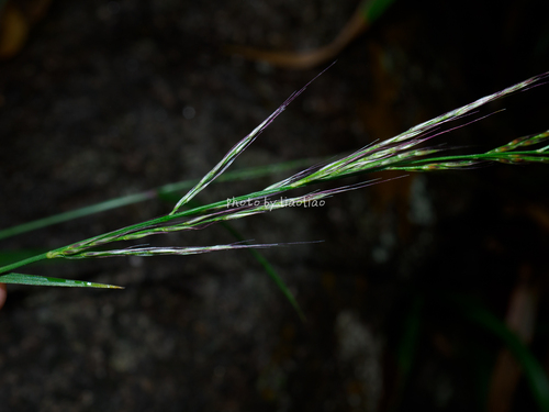 Garnotia acutigluma