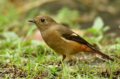 Daurian Redstart