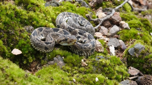 Northwestern Neotropical Rattlesnake