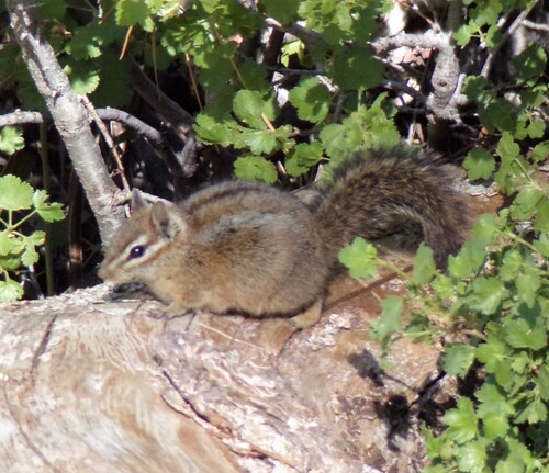 California Chipmunk