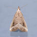 Black-spotted Schrankia Moth - Photo (c) Winsten Slowswakey, all rights reserved, uploaded by Winsten Slowswakey