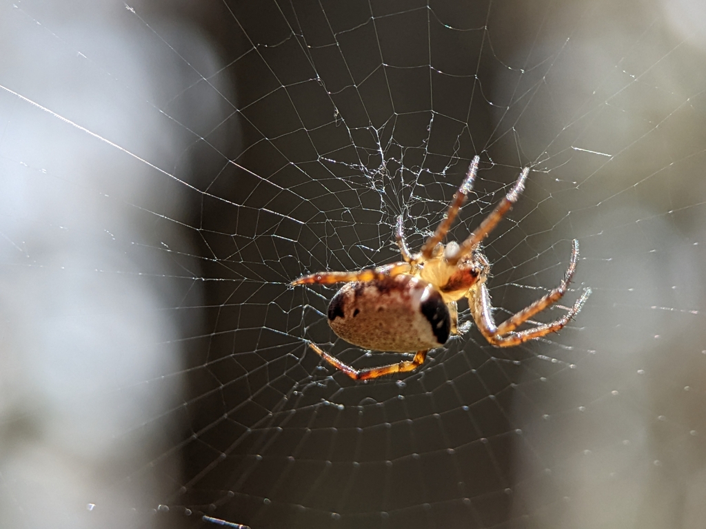 Plebs from Goon Nure VIC 3875, Australia on November 06, 2022 at 0102