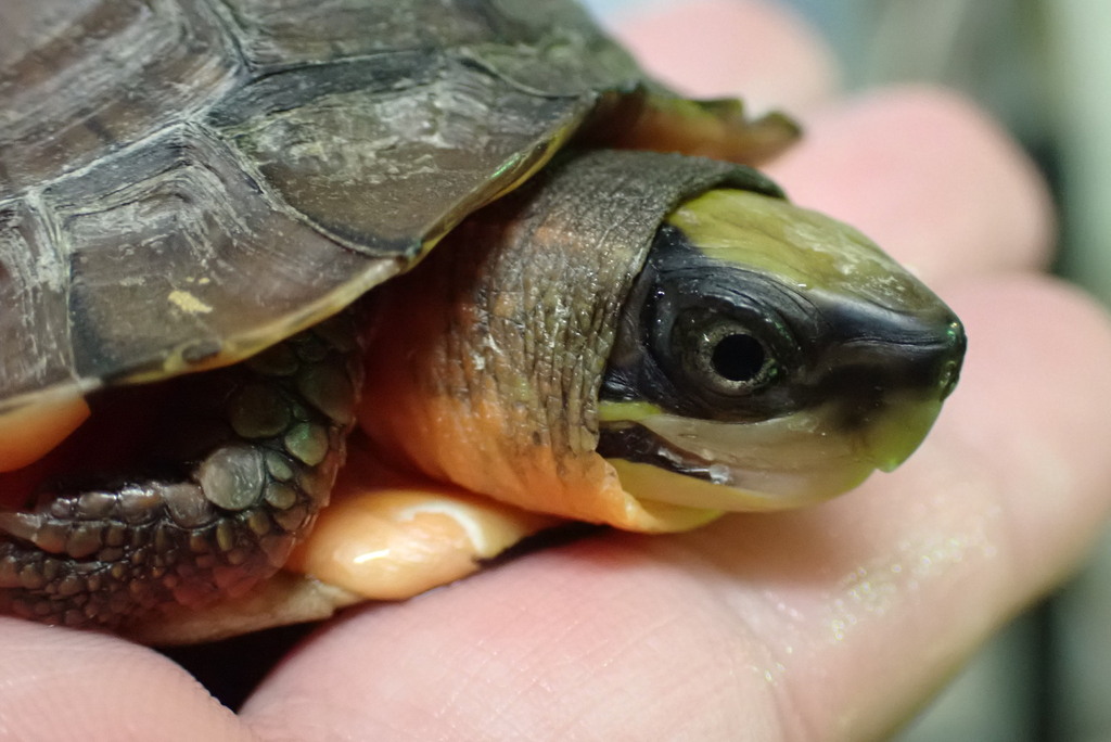 Chinese Three-striped Box Turtle in September 2022 by Sunny Chan ...