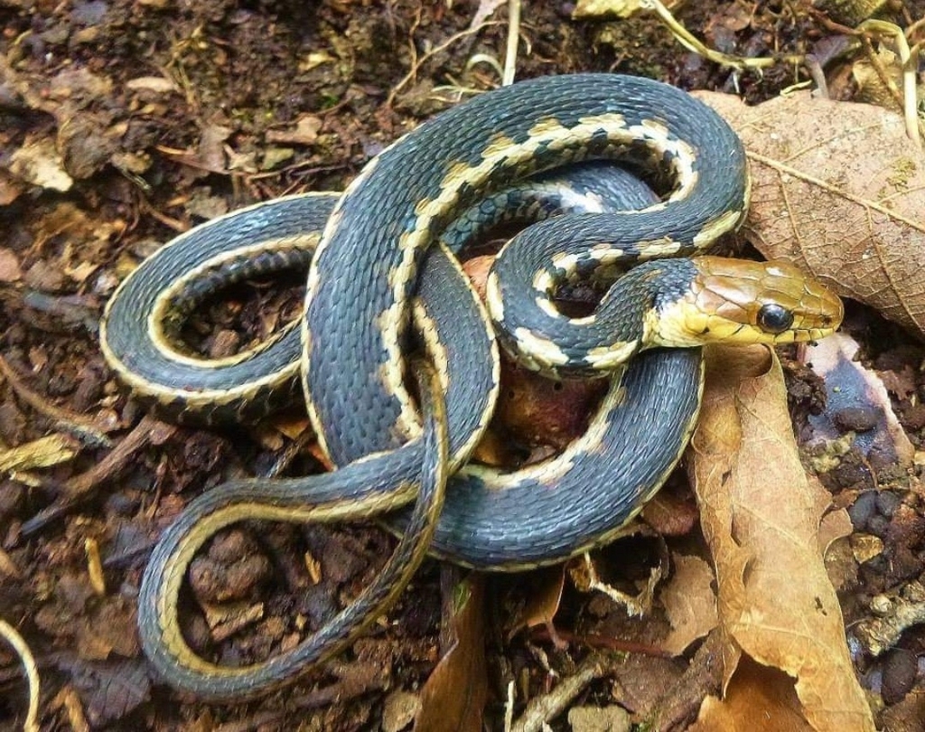 Goldenhead Garter Snake From San Pablo Etla, Oax., México On November ...