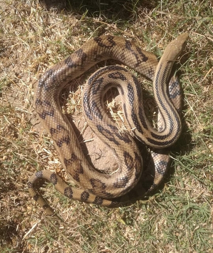 Middle American Gopher Snake