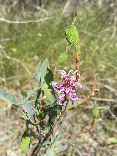Grevillea quercifolia R.Br.