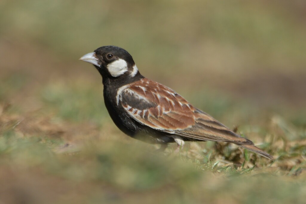 Chestnut-backed Sparrow-Lark (Eremopterix leucotis) photo