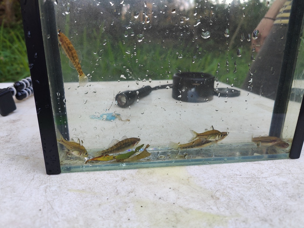 Agassiz's Glassfish from Brisbane QLD, Australia on October 30, 2022 at