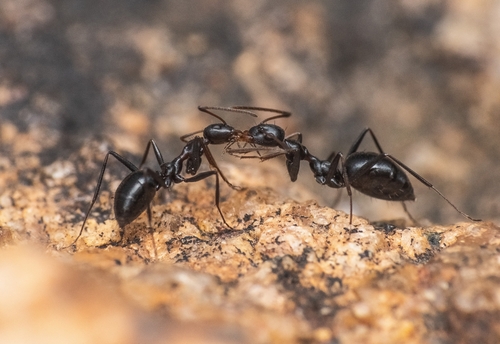 Lepisiota integraLepisiota integra