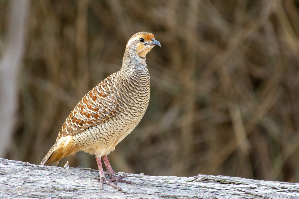 Gray Francolin photo