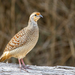 Grey Francolin - Photo (c) kingmaphotos, all rights reserved, uploaded by kingmaphotos