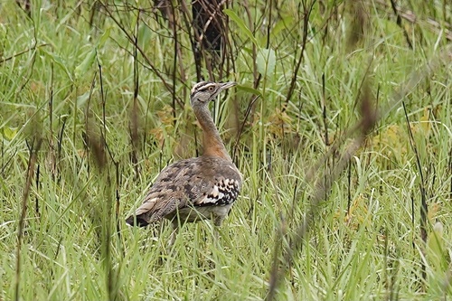 Denham's Bustard