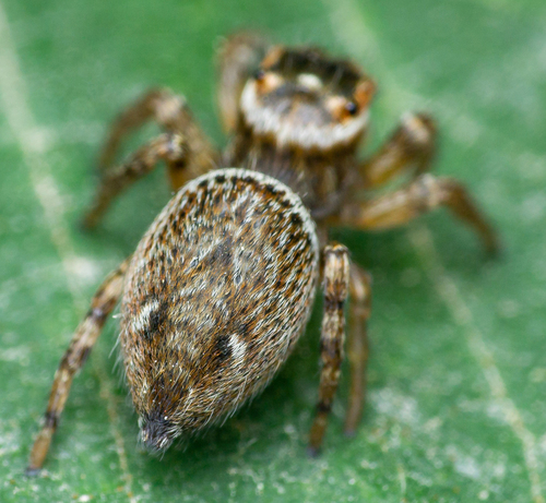 Mediterranean white-banded spider