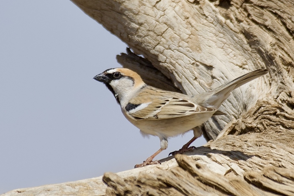 Saxaul Sparrow (Passer ammodendri) photo