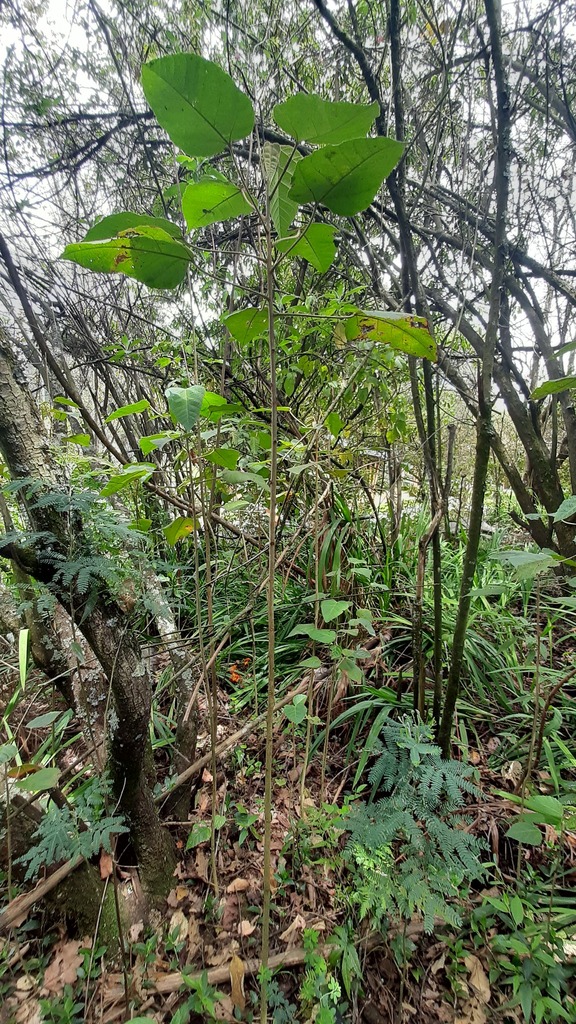 Vallea stipularis from La Carolina, Quito, Ecuador on November 4, 2022 ...
