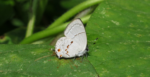 Dicya iambe · iNaturalist