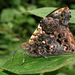 Mariposa Bonita de Bosque Nublado - Photo (c) Karen Nichols, todos los derechos reservados, subido por Karen Nichols