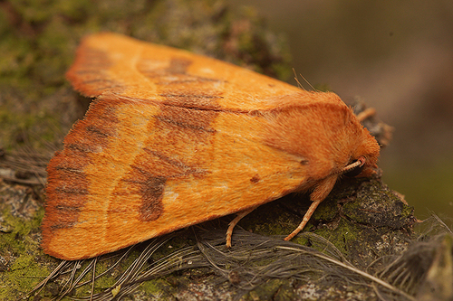 Centre-barred Sallow
