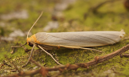 Scarce Footman Moth