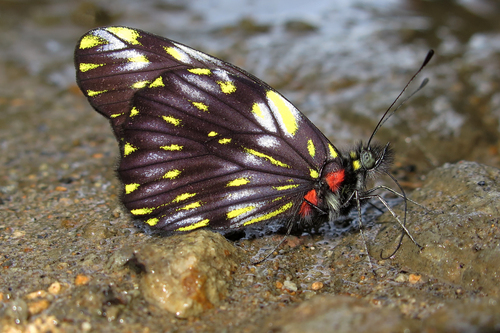 Catasticta ctemene