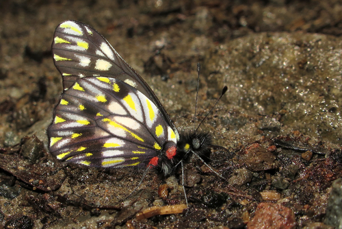 Catasticta theresa