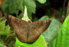 Mariposa Topacio de Ala Oscura - Photo (c) Karen Nichols, todos los derechos reservados, subido por Karen Nichols