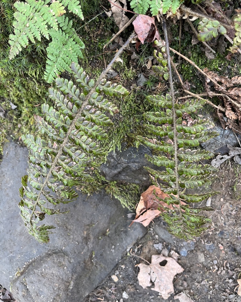 Braun's holly fern from Stowe, VT, US on November 05, 2022 at 01:27 PM ...