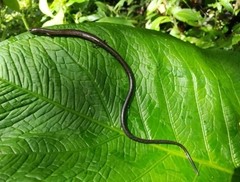 Image of Oedipina grandis