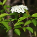 Viburnaceae - Photo (c) Jay Keller, כל הזכויות שמורות, הועלה על ידי Jay Keller