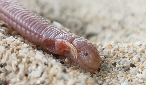 Five-toed Worm Lizard