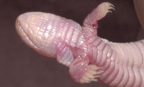 Five-toed Worm Lizard