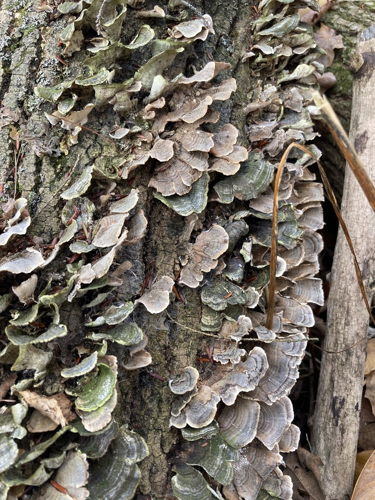 false-turkey-tail-from-ontario-ca-on-november-06-2022-at-10-25-am-by