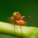 Arachnoides-group Droptail Ants - Photo (c) Hamza Arslan, all rights reserved, uploaded by Hamza Arslan