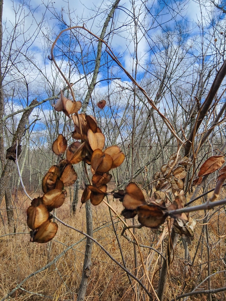 wild yam from Finlayson Township, MN, USA on November 06, 2022 at 0105