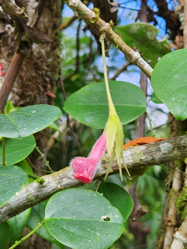 Nematanthus fritschii
