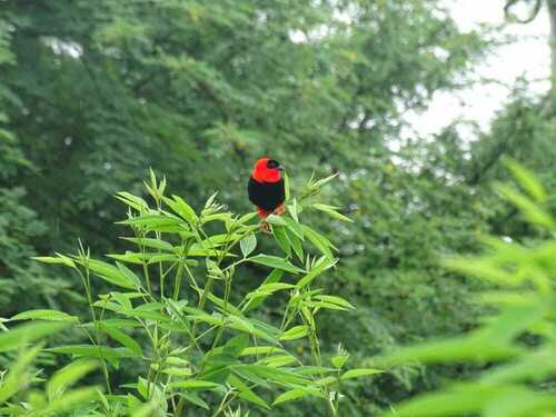 Northern Red Bishop