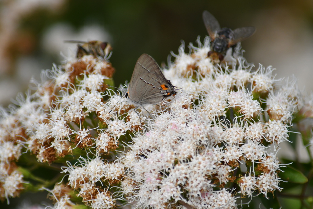 gray-hairstreak-from-north-central-san-antonio-tx-usa-on-november-6