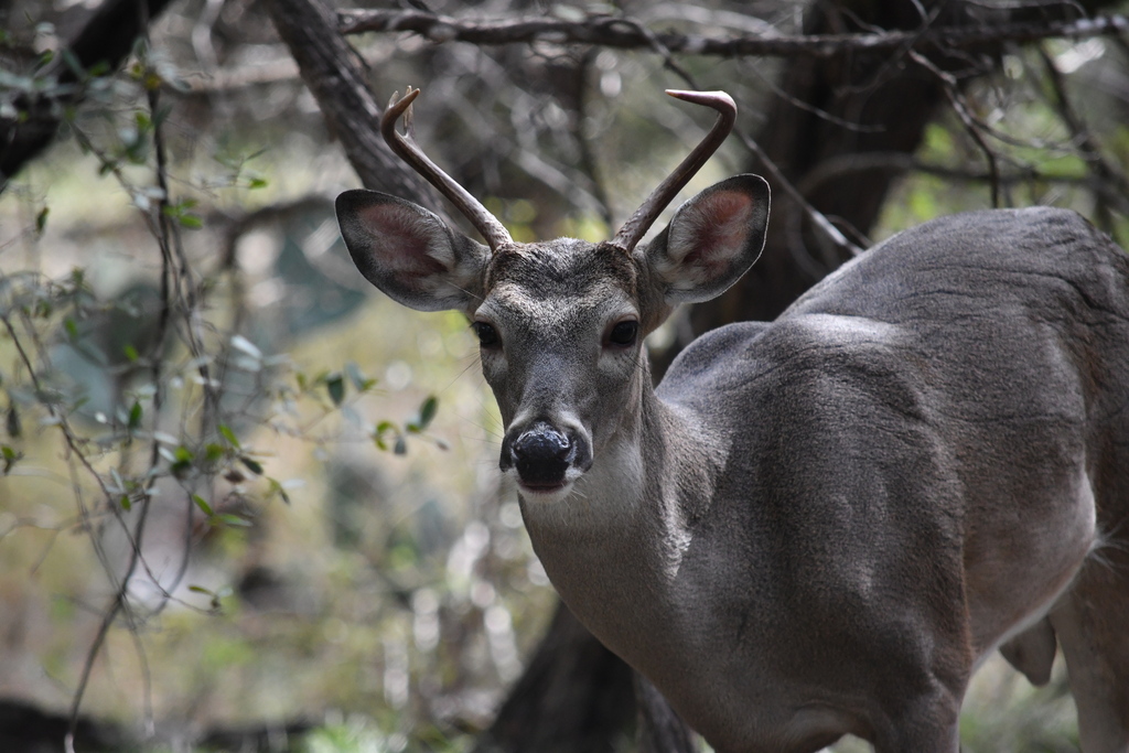 white-tailed-deer-from-north-central-san-antonio-tx-usa-on-november